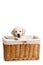 Puppy white Labrador posing in a wicker basket