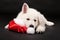 Puppy of the white sheep-dog sleeps in a New Year\'