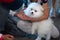 puppy white spitz plays with children at a dog show, looks like a white cloud