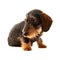 Puppy Wire Haired Dachshund