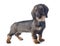 Puppy Wire haired dachshund