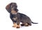 Puppy Wire haired dachshund