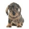 Puppy Wire haired dachshund