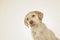 Puppy yellow labrador close up