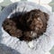 Puppy Yorkiepoo rests at home. Cute designer breed little dog, yorkshire terrier and poodle mix