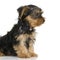 Puppy Yorkshire Terrier