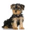 Puppy Yorkshire Terrier