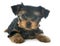 Puppy yorkshire terrier