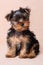 Puppy Yorkshire Terrier on a beige background