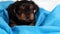 Puppy Yorkshire terrier close-up in blue cloth