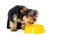 Puppy yorkshire terrier dog eats from a bowl