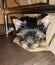 Puppy yorkshire terrier lies in the apartment