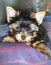 Puppy yorkshire terrier lies on the bed