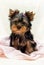 puppy yorkshire terrier looks