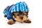 Puppy yorkshire terrier in suit for dogs