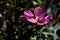 Puprle and pink hibiscus flowers in bloom with foliage seen up close