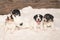 Pups 3,5 weeks old. Group of purebred very small Jack Russell Terrier baby dogs
