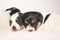 Pups 3,5 weeks old. Group of purebred very small Jack Russell Terrier baby dogs