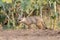 Pups of Bengal fox or Vulpes bengalensis observed near Nalsarovar in Gujarat