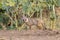 Pups of Bengal fox or Vulpes bengalensis observed near Nalsarovar in Gujarat