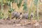 Pups of Bengal fox or Vulpes bengalensis observed near Nalsarovar in Gujarat