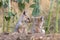 Pups of Bengal fox or Vulpes bengalensis observed near Nalsarovar in Gujarat