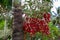 Pupunha fruits, peach palm - Bactris gasipaes Arecaceae family. Amazonas, Brazil