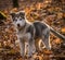 Pupy Alaskan Malamute Canis lupus familiaris male