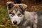 Pupy, Alaskan Malamute Canis lupus familiaris male