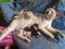 PURBALINGGA 12 Oktober 2021-The Mother of Cats who are feeding their children Cat