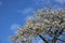 Pure Apples Flowers Blooming With Young Green Leaves