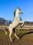 Pure Arabian white horse on training day