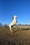 Pure Arabian white horse on training day at the countryside farm