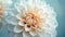 Pure Beauty: Close-Up of White Dahlia Flower Petals