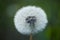 Pure beauty. Dandelion or blowball flower with seeds. Wild dandelion on summer day. Taraxacum flower on nature landscape