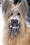 A Pure Bred Blond Briard Dog with Snow on it\'s Face