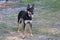 A Pure Bred Female Kelpie Dog