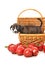 Pure bred pit bull puppy in basket with apples