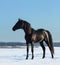 Pure Bred Spanish black stallion costs on snow meadow