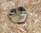 Pure breed baby chick after successful hatching