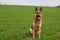 Pure breed champion German shepherd dog in show sitting on green grass