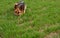 Pure breed champion German shepherd dog in show stand on green grass.