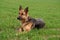 Pure breed champion German shepherd dog in show stand on green grass.