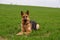 Pure breed champion German shepherd dog in show stand on green grass.