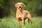 Pure breed Labrador Retriever dog