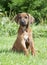 Pure breed Rhodesian Ridgeback puppy dog outdoors