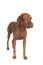 Pure breed vizsla dog