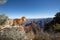 Pure breed vizsla stands at the edge of the grand canyon arizona
