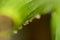 Pure clear dew drops under the green banana leaves
