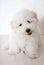 Pure Coton de TulÃ©ar puppy